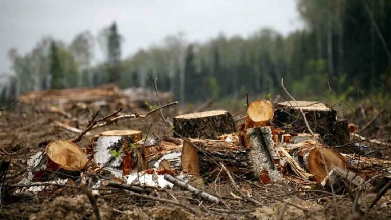 Мешканця Київщини судитимуть за незаконну порубку лісу