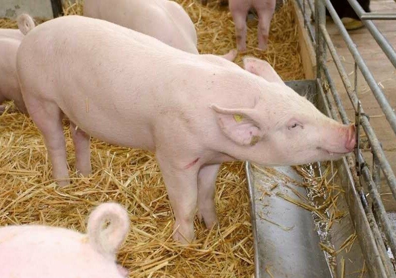 ? На Білоцерківщині виявили африканську чуму свиней: в окремих територіях вводять карантин
