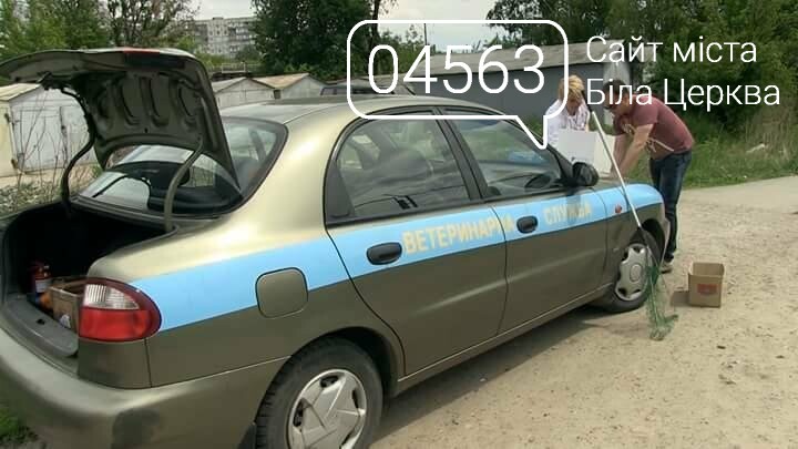 Масова загибель риби в річці Протока Масова загибель риби в річці Протока