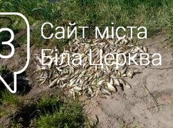 Загибель риби в річці Протока Загибель риби в річці Протока