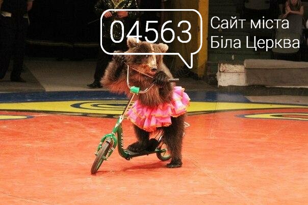 Мешканці Білої Церкви подали петицію щодо заборони пересувних цирків з тваринами Мешканці Білої Церкви подали петицію щодо заборони пересувних цирків з тваринами