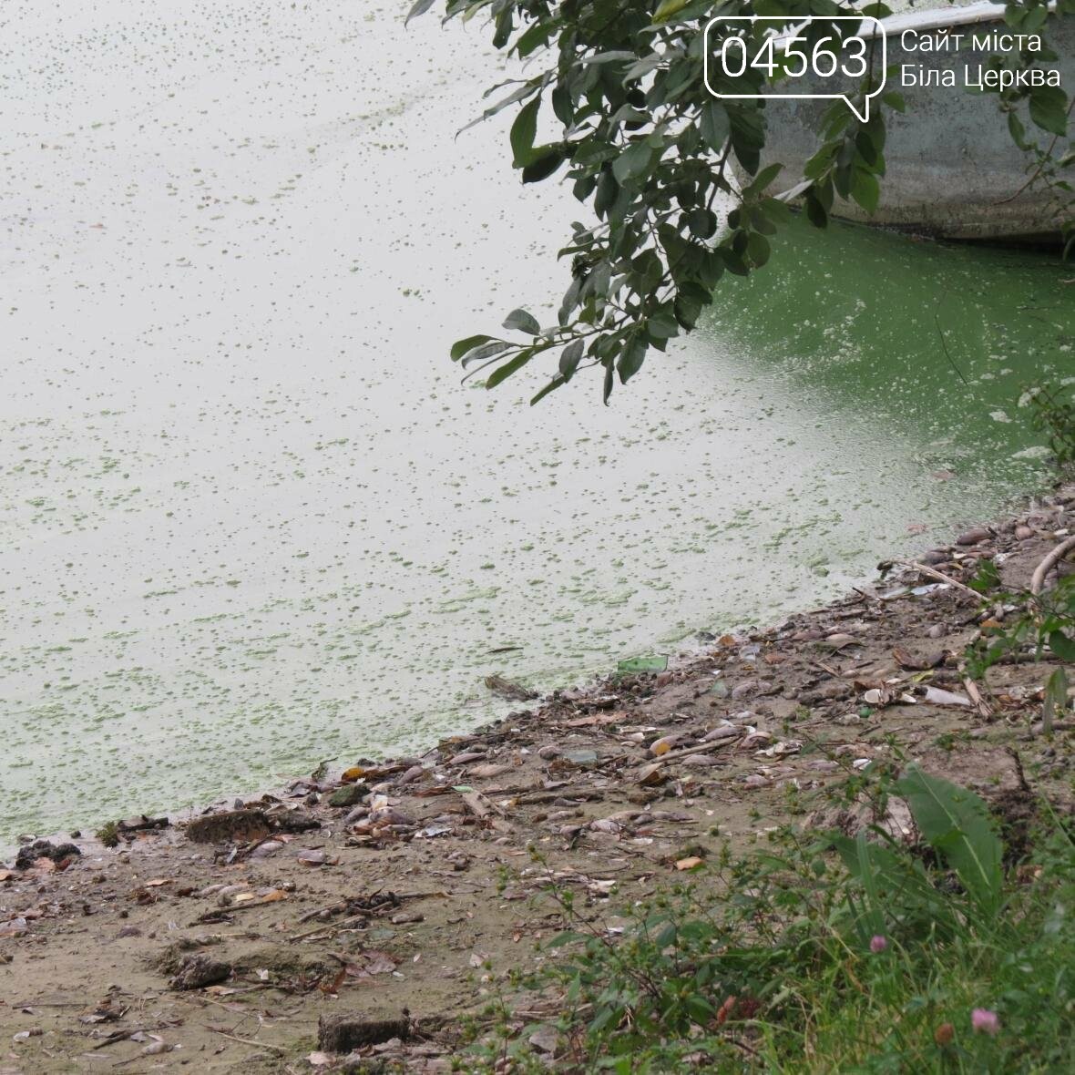 Чому вода з під крану у Білій Церкві має «річковий» запах Чому вода з під крану у Білій Церкві має «річковий» запах