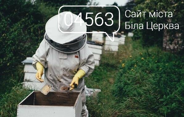 Гід по різновидам меду Гід по різновидам меду