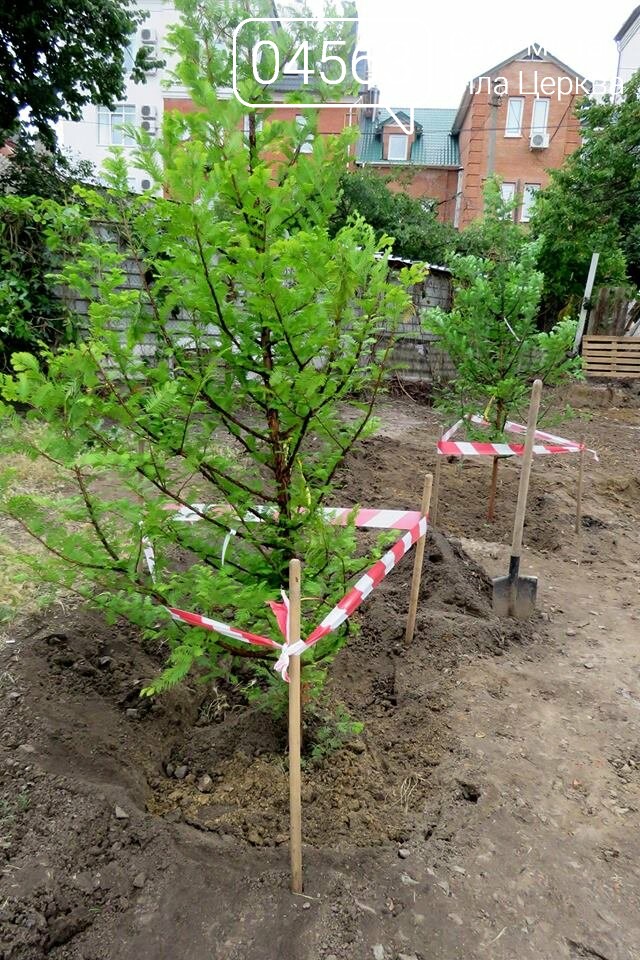 На місці майбутнього пам’ятного знаку жертвам Голокосту вис..., фото-1 На місці майбутнього пам’ятного знаку жертвам Голокосту висадили метасеквої, фото-1