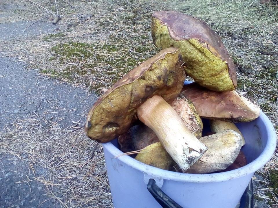 У зоні ЧАЕС поліцейські вилучили понад 40 кг радіаційних грибів У зоні ЧАЕС поліцейські вилучили понад 40 кг радіаційних грибів