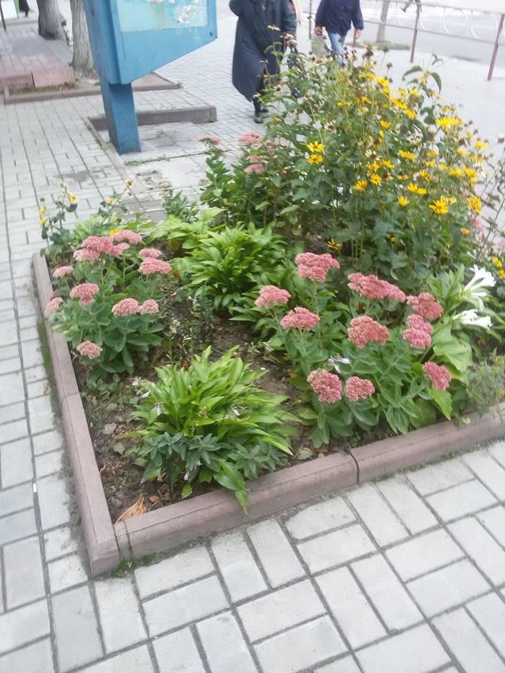 У Білій Церкві визначили кращі клумби міста У Білій Церкві визначили кращі клумби міста