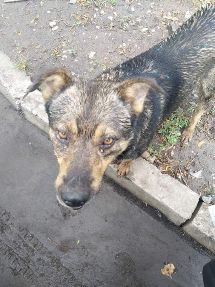 Обережно. У Білій Церкві виявили сказ у безпритульної собаки 