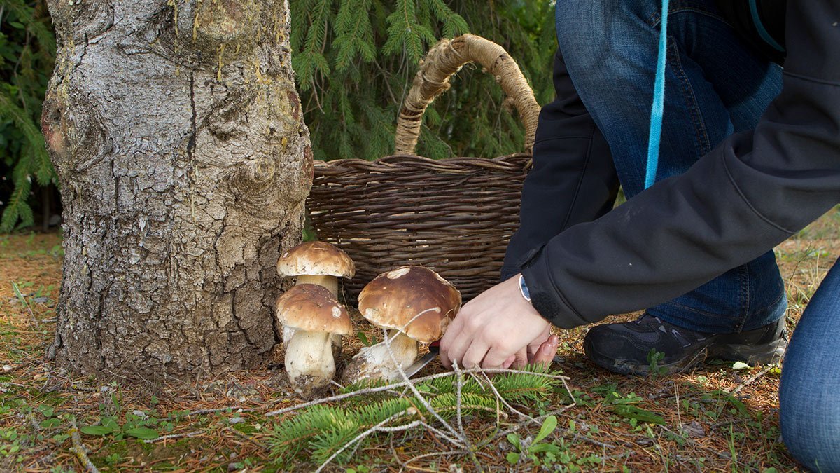Жителям Київщини заборонили відвідувати ліси та збір грибів