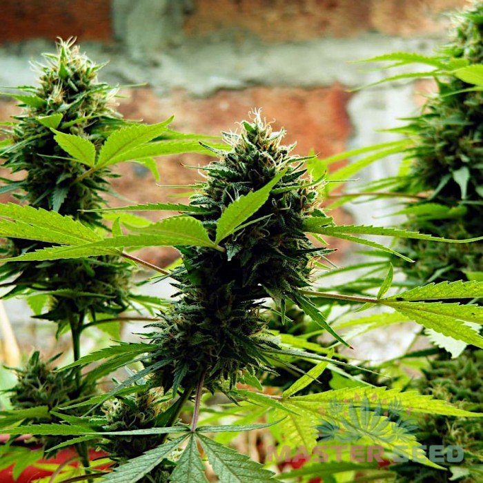 Семена марихуаны феминизированные сорта и генетика марихуаны