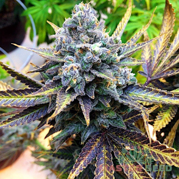 Что такое феминизированные семена марихуаны что можно сделать из листьев марихуаны