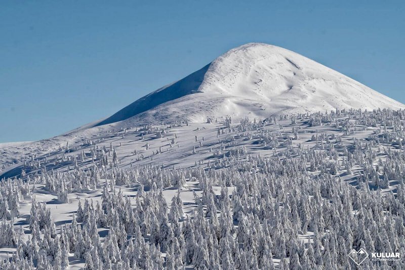 Панорама зимних Карпат: заснеженный склон Говерлы и густой еловый лес